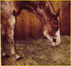 Bull1.jpg (8795 bytes)