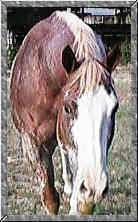 bullframed8.jpg (7042 bytes)